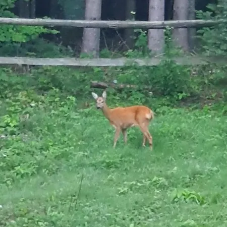 別荘 Starry Laz Mountain House *